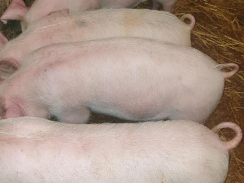 Eladó 110-120kg súlyú hízó és süldők Eladó 110-120kg súlyú hízó és süldők