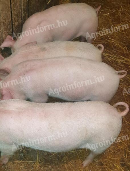 Eladó 110-120kg súlyú hízó és süldők