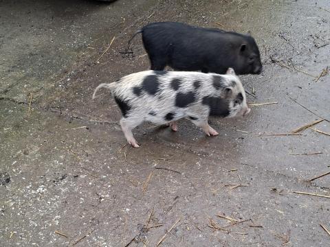 Eladó vietnámi fiú kismalacok Isaszegen Eladó vietnámi fiú kismalacok Isaszegen