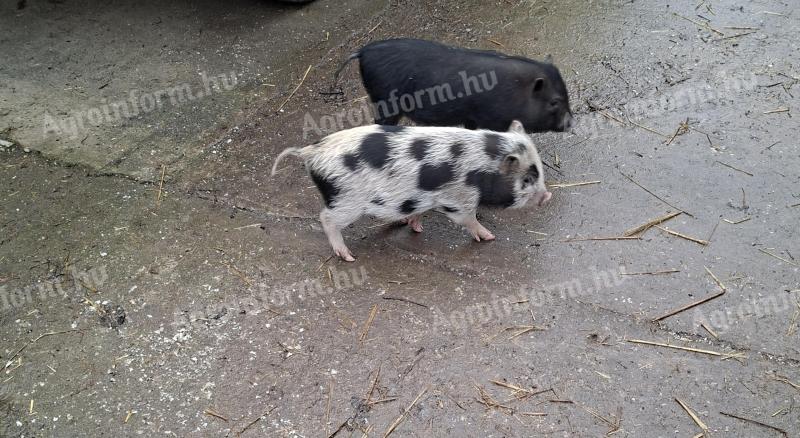 Eladó vietnámi fiú kismalacok Isaszegen