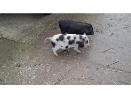 Eladó vietnámi fiú kismalacok Isaszegen