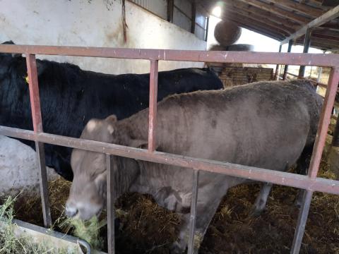 Eladó nagy súlyú bikák Eladó nagy súlyú bikák