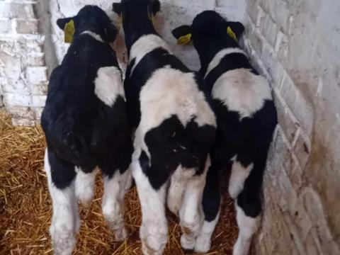 HF Bika Borjak HF Bika Borjak