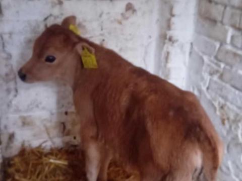 Bika borju Eladó Bika borju Eladó