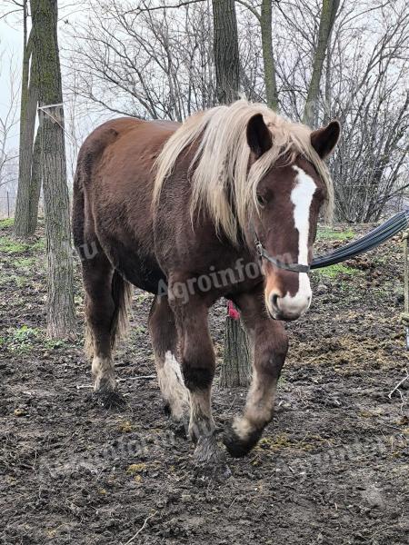 Igényes gazdát keres Maja – magyar hidegvérű kanca csikó eladó