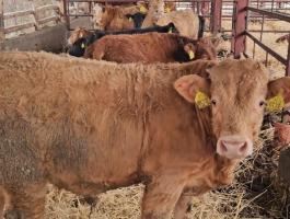 Bika borjúk 290 kg átlagsúllyal eladók Debrecenben