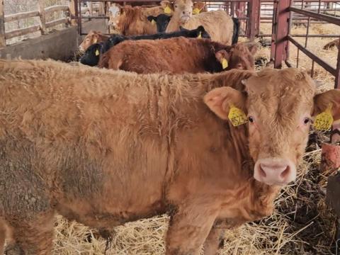 Bika borjúk 290 kg átlagsúllyal eladók Debrecenben Bika borjúk 290 kg átlagsúllyal eladók Debrecenben