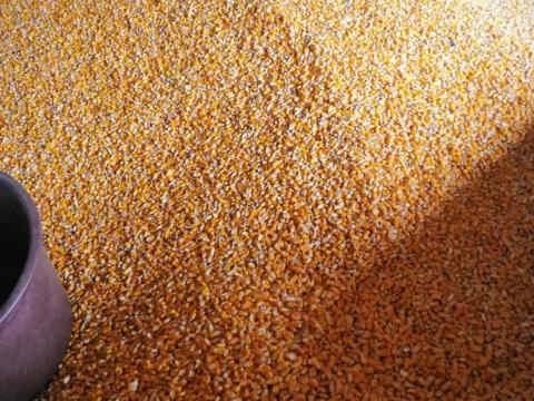 Kukorica eladó Nyíregyházán Kukorica eladó Nyíregyházán