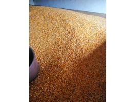 Kukorica eladó Nyíregyházán