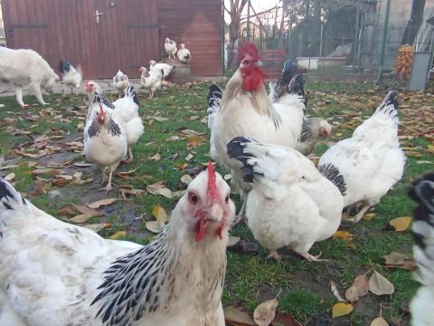 Sussex tojás keltetésre eladó Pápán Sussex tojás keltetésre eladó Pápán