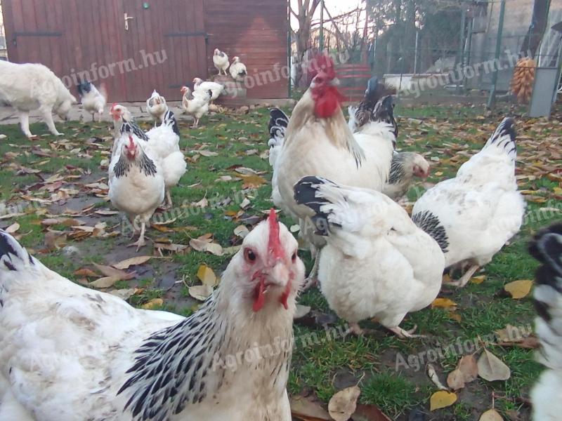 Sussex tojás keltetésre eladó Pápán