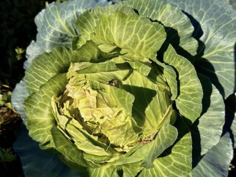 Takarmány káposzta és Kelkáposzta Takarmány káposzta és Kelkáposzta