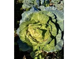 Takarmány káposzta és Kelkáposzta