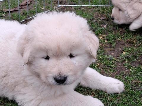 Különleges fehér színű kaukázusi kölykök eladók Különleges fehér színű kaukázusi kölykök eladók