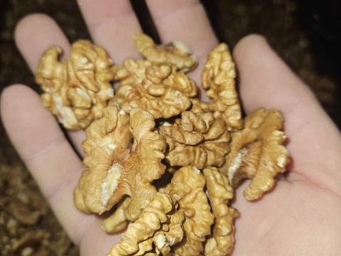 Dióbél eladó! Dióbél eladó!