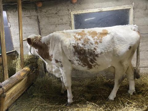 Tehén eladó Tehén eladó