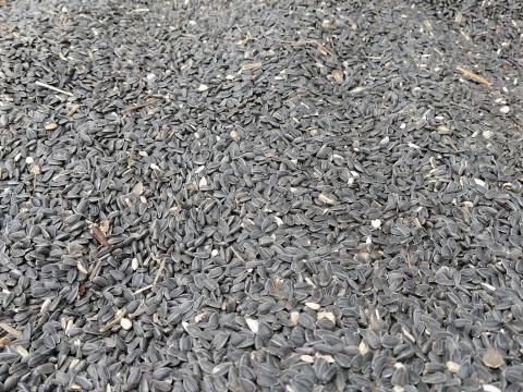 Idei napraforgó eladó – friss szántóföldi termény Idei napraforgó eladó – friss szántóföldi termény