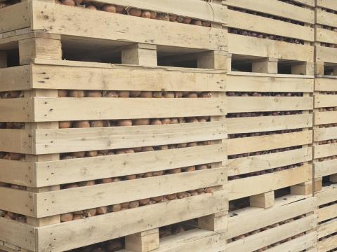 Vöröshagyma eladó kedvező áron Vöröshagyma eladó kedvező áron