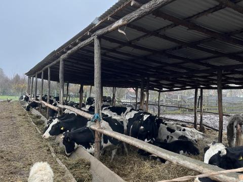 Eladó Holstein-fríz tejelő szarvasmarha