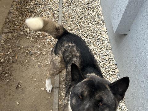 Amerikai akita törzskönyvvel eladó Amerikai akita törzskönyvvel eladó