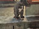 Amstaff, amerikai staffordshire terrier jellegű blue, lilac, merle, fekete kölykök