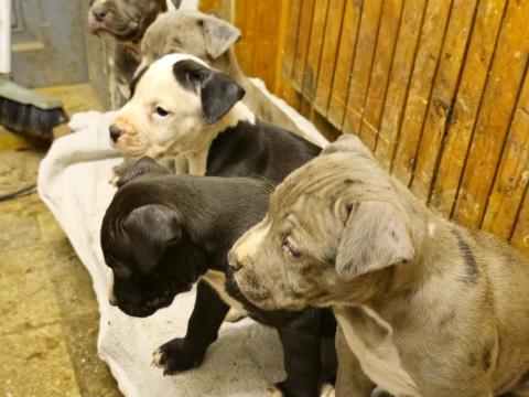 Amstaff, amerikai staffordshire terrier jellegű blue, lilac, merle, fekete kölykök Amstaff, amerikai staffordshire terrier jellegű blue, lilac, merle, fekete kölykök