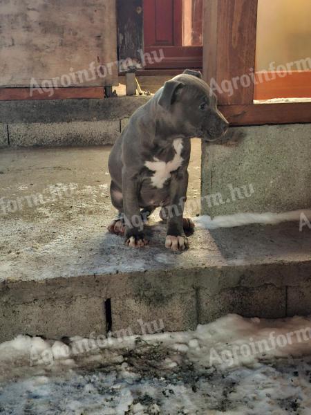 Amstaff, amerikai staffordshire terrier jellegű blue, lilac, merle, fekete kölykök