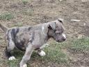 Amstaff, amerikai staffordshire terrier jellegű blue, lilac, merle, fekete kölykök