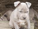 Amstaff, amerikai staffordshire terrier jellegű blue, lilac, merle, fekete kölykök