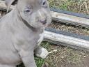 Amstaff, amerikai staffordshire terrier jellegű blue, lilac, merle, fekete kölykök