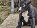 Amstaff, amerikai staffordshire terrier jellegű blue, lilac, merle, fekete kölykök