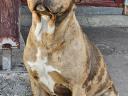 Amstaff, amerikai staffordshire terrier jellegű blue, lilac, merle, fekete kölykök
