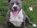 Amstaff, amerikai staffordshire terrier jellegű blue, lilac, merle, fekete kölykök