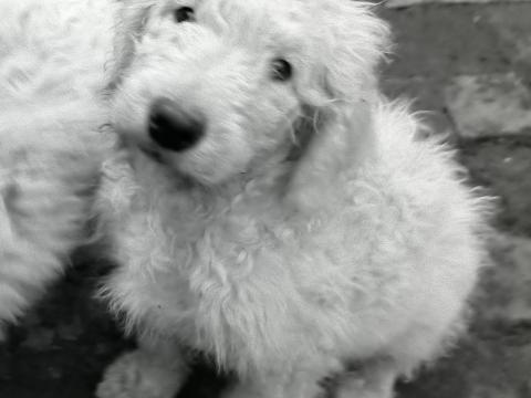 Komondor kölykök Komondor kölykök