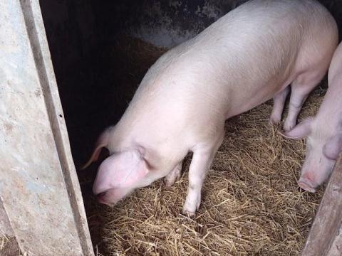 Eladó hízó sertés Timáron Eladó hízó sertés Timáron