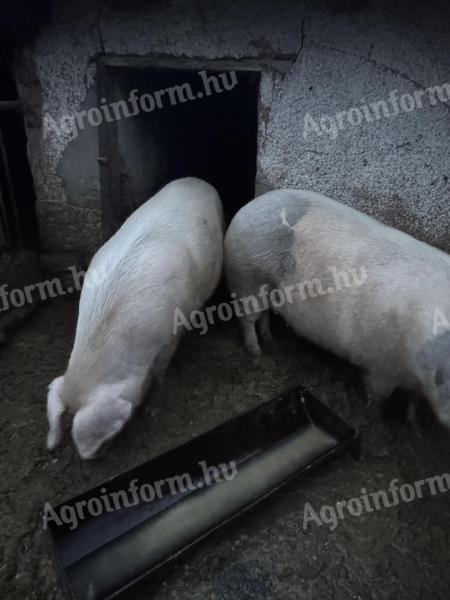 Eladó malac/koca