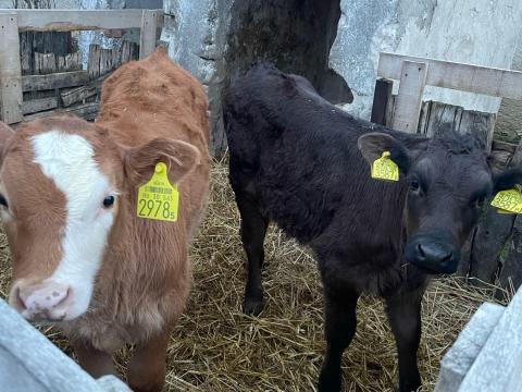 Húshasznú bikaborjúk Húshasznú bikaborjúk