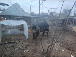 Eladó 250 kg-os, 3 éves kan disznó Hajdúsámsonban