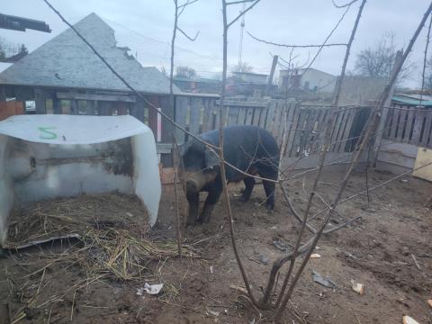 Tenyészkan Duroc eladó Tenyészkan Duroc eladó