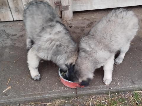 Sarplaninac kölykök szerető gazdit keresnek Sarplaninac kölykök szerető gazdit keresnek
