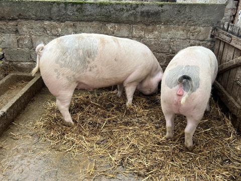 Eladó hízó Homokmégyen,  Bács-Kiskun megyében