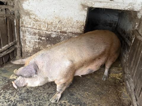 Pindúr selejt koca Pindúr selejt koca