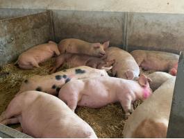 Családi gazdaságból húsjellegű hízósertések eladók Mélykúton, Bács-Kiskun vármegyében, 120-200 kg között