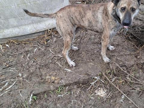 Kan sinka gazdát keres Kan sinka gazdát keres