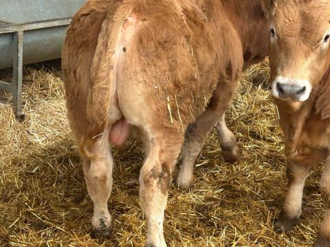 Borjak eladóak Borjak eladóak