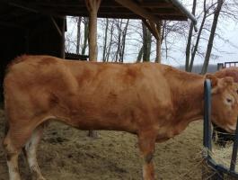 Eladó limousin pedigrees tehén