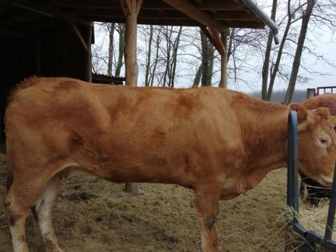 Eladó limousin pedigrees tehén Eladó limousin pedigrees tehén