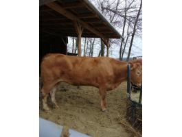 Eladó limousin pedigrees tehén