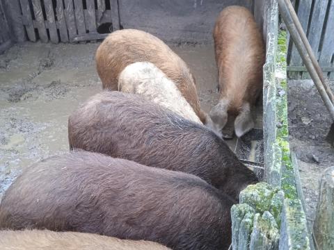 Duroc hízók eladók 850 Ft/kg áron Kiskunhalason