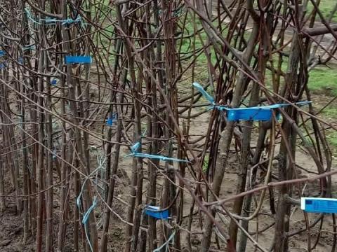 Gyümölcsfa oltvány termelőtől Gyümölcsfa oltvány termelőtől